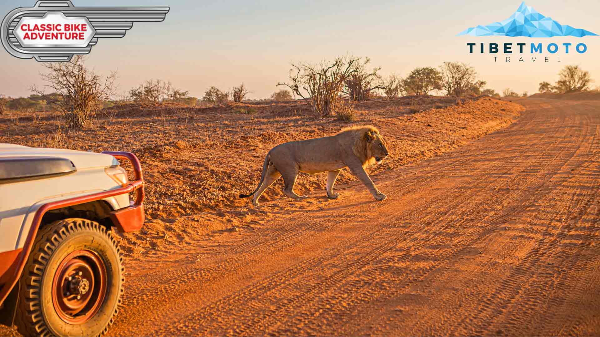 A lion walks across the path in Africa.