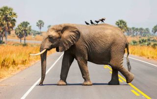 An elephant crosses a road in Africa