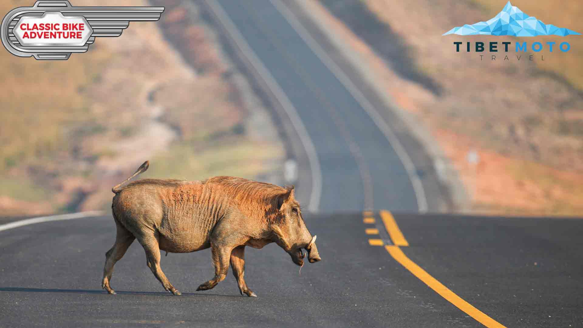 Animal running across the road in Africa