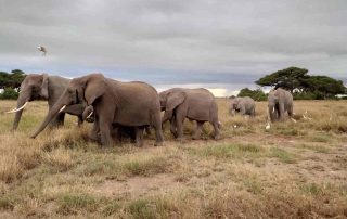 Elephant herd in Africa