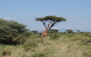 Giraffe in Africa