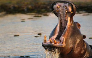 Hippopotamus in an African national park
