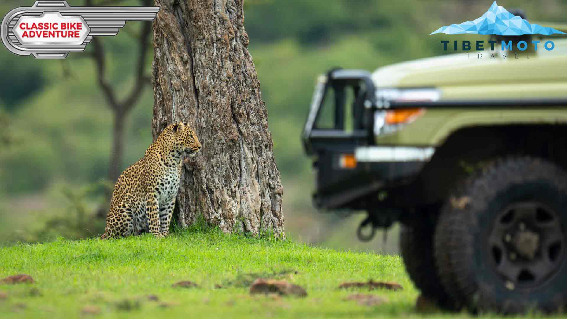 Leopard in Africa