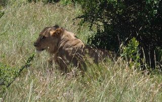 Lion in Africa