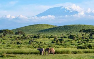 Two elephants in Africa