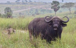 Wildlife park in Africa
