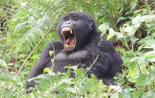 Yawning gorilla in an African national park