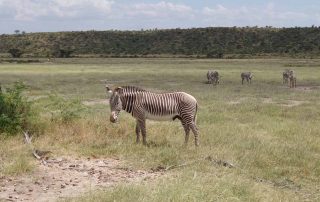 Zebra in Africa